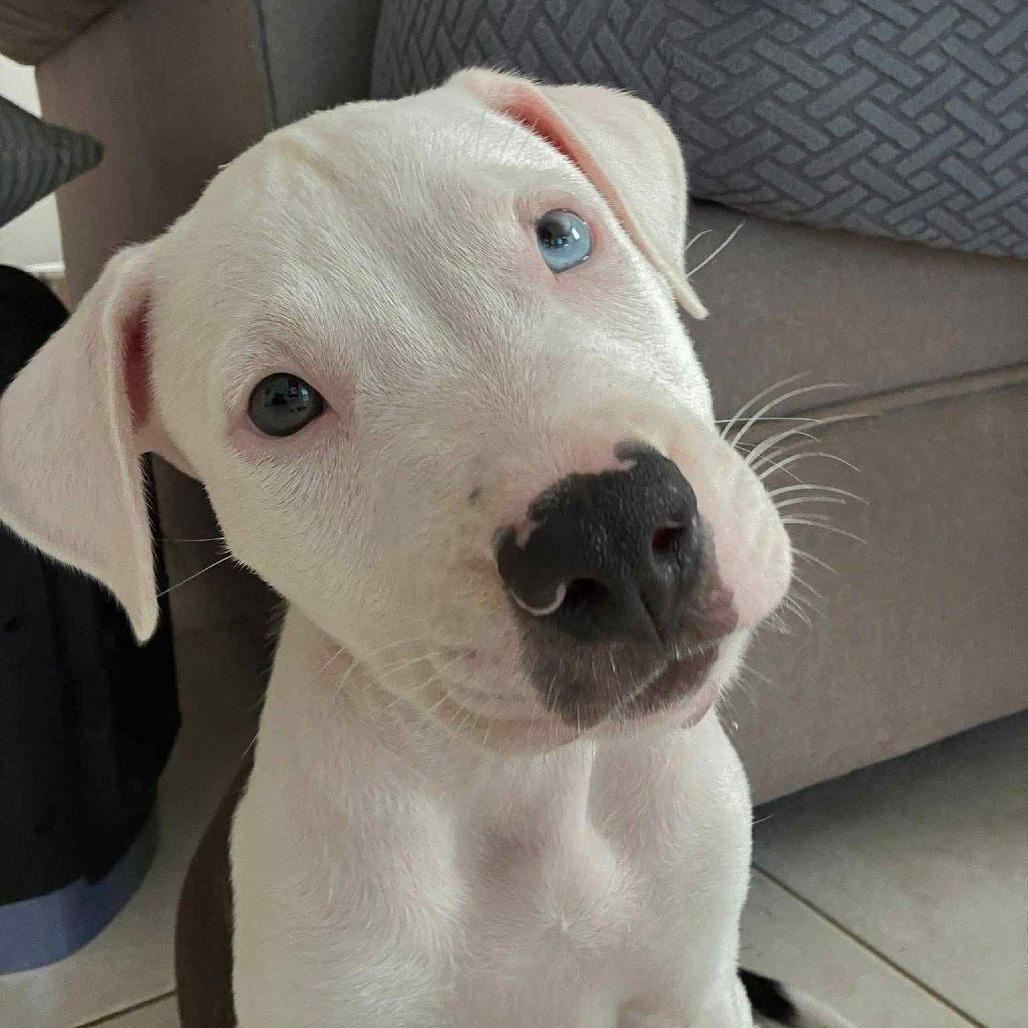 Judge, a Adoptable Mixed Breed in Frederiksted, VI image 1/2