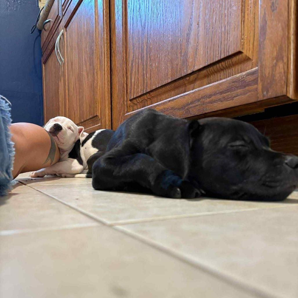 Judge, a Adoptable Mixed Breed in Frederiksted, VI image 2/2