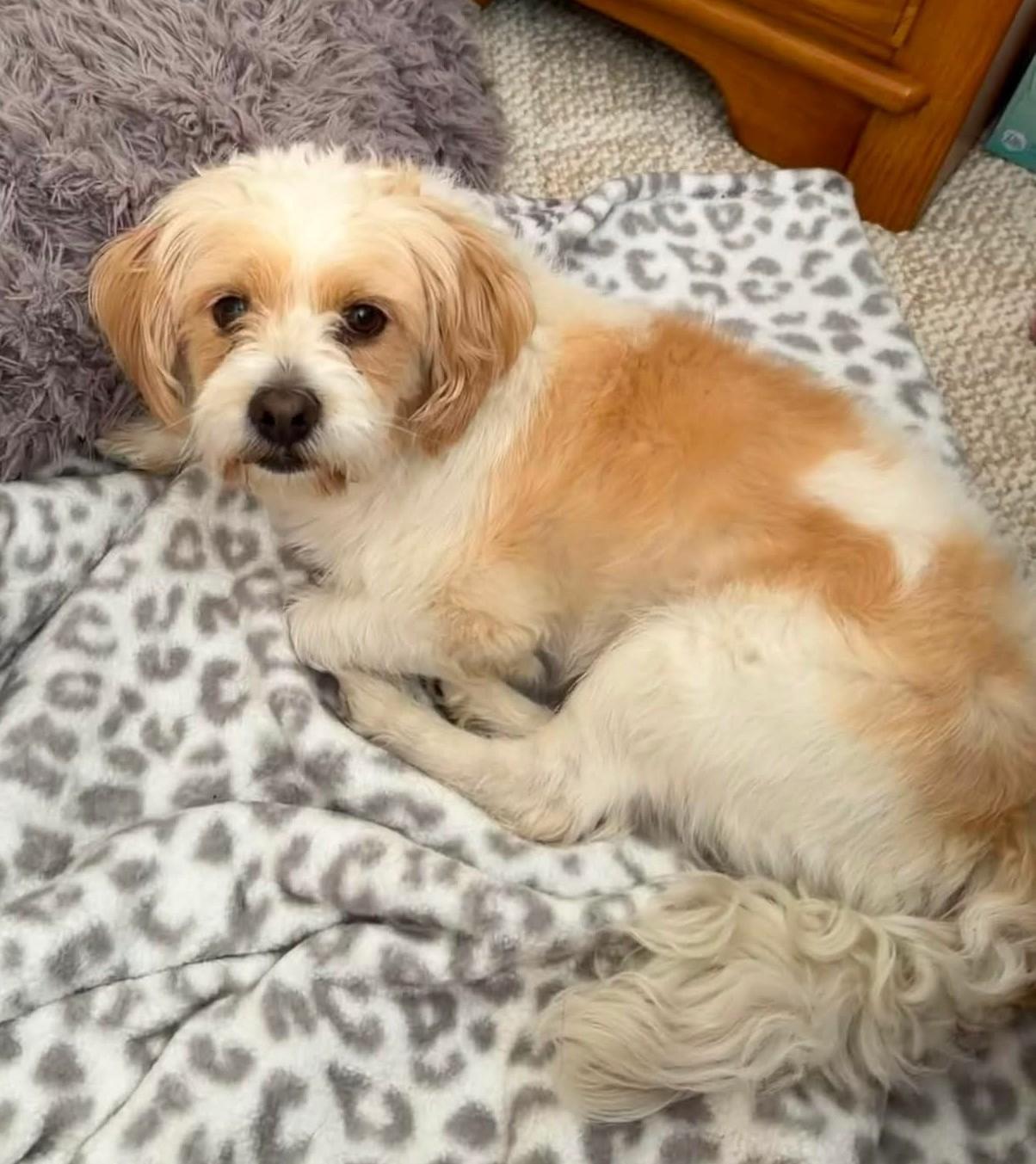Enlarge SAMMY, a Adoptable mixed breed in Westmont, IL image 2/4