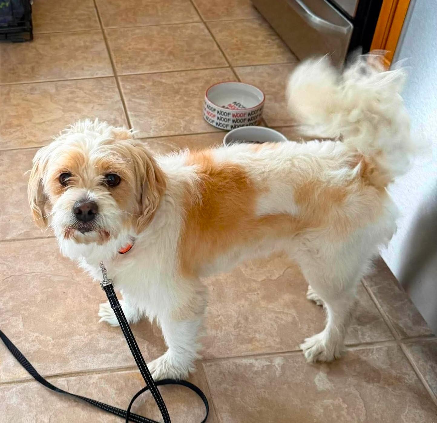 Enlarge SAMMY, a Adoptable mixed breed in Westmont, IL image 1/4