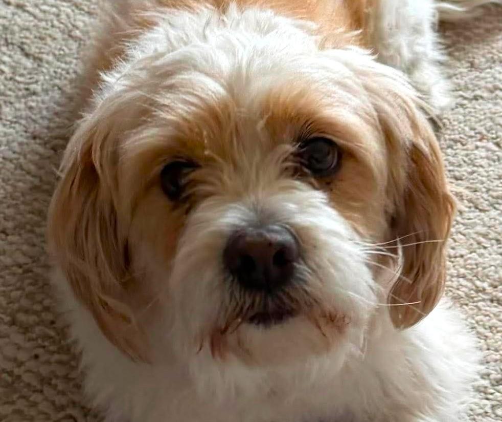 Enlarge SAMMY, a Adoptable mixed breed in Westmont, IL image 3/4