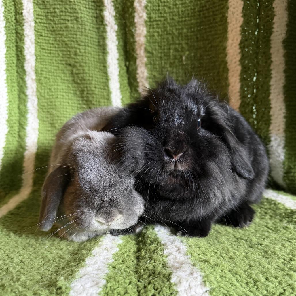 Hazel (& Biles), Adopted, Adult Female Lionhead & American Fuzzy Lop.