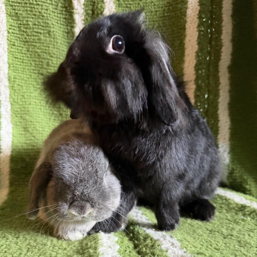 Enlarge Hazel (& Biles), a Adopted mixed breed in Oak Park, IL image 5/6
