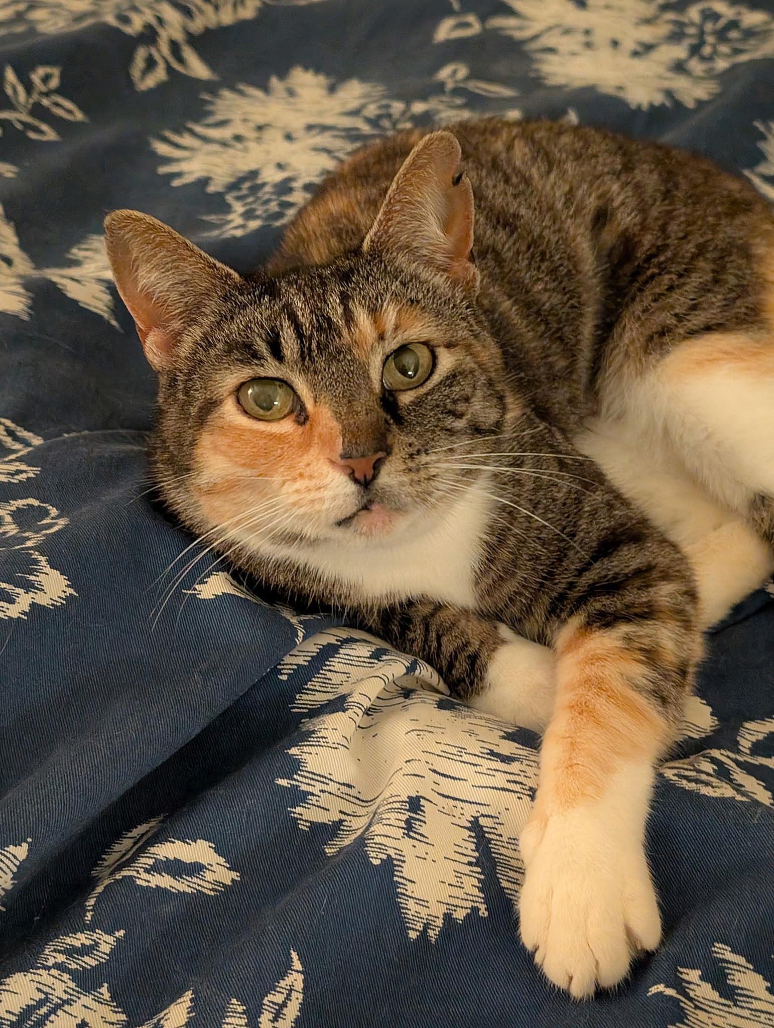 Patches , ADOPTABLE, Adult Female Calico & Tabby.