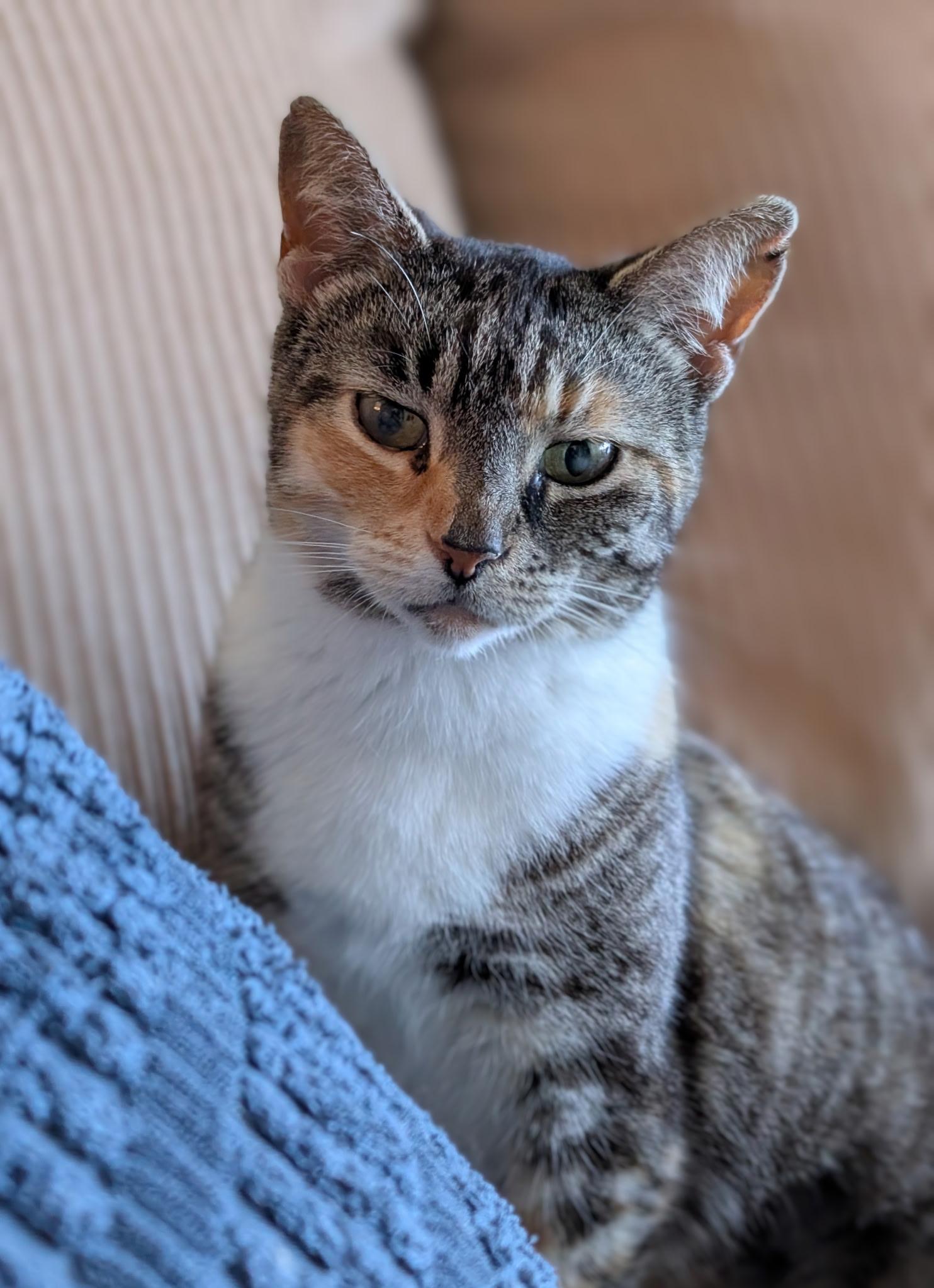 Enlarge Patches , a ADOPTABLE mixed breed in Melbourne, FL image 2/4