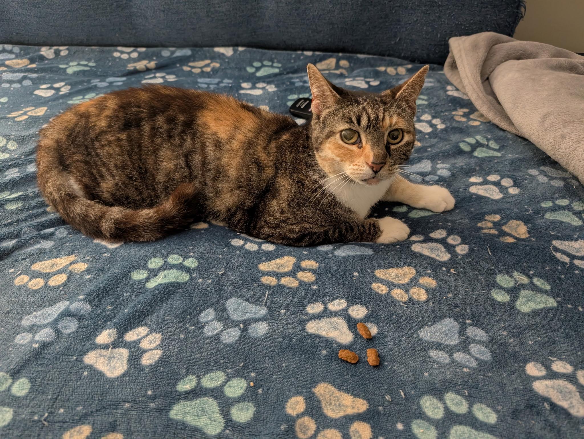 Enlarge Patches , a ADOPTABLE mixed breed in Melbourne, FL image 3/4