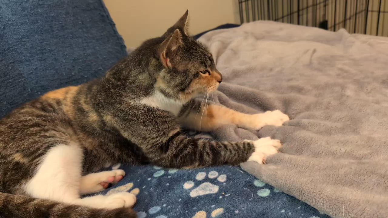 Enlarge Patches , a ADOPTABLE mixed breed in Melbourne, FL video 4/4