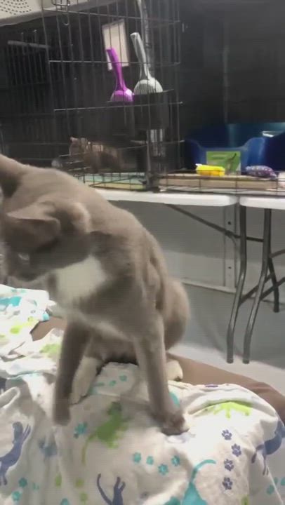 Enlarge Jerimiah, a Adopted Domestic Short Hair in Hillside, NJ video 5/9