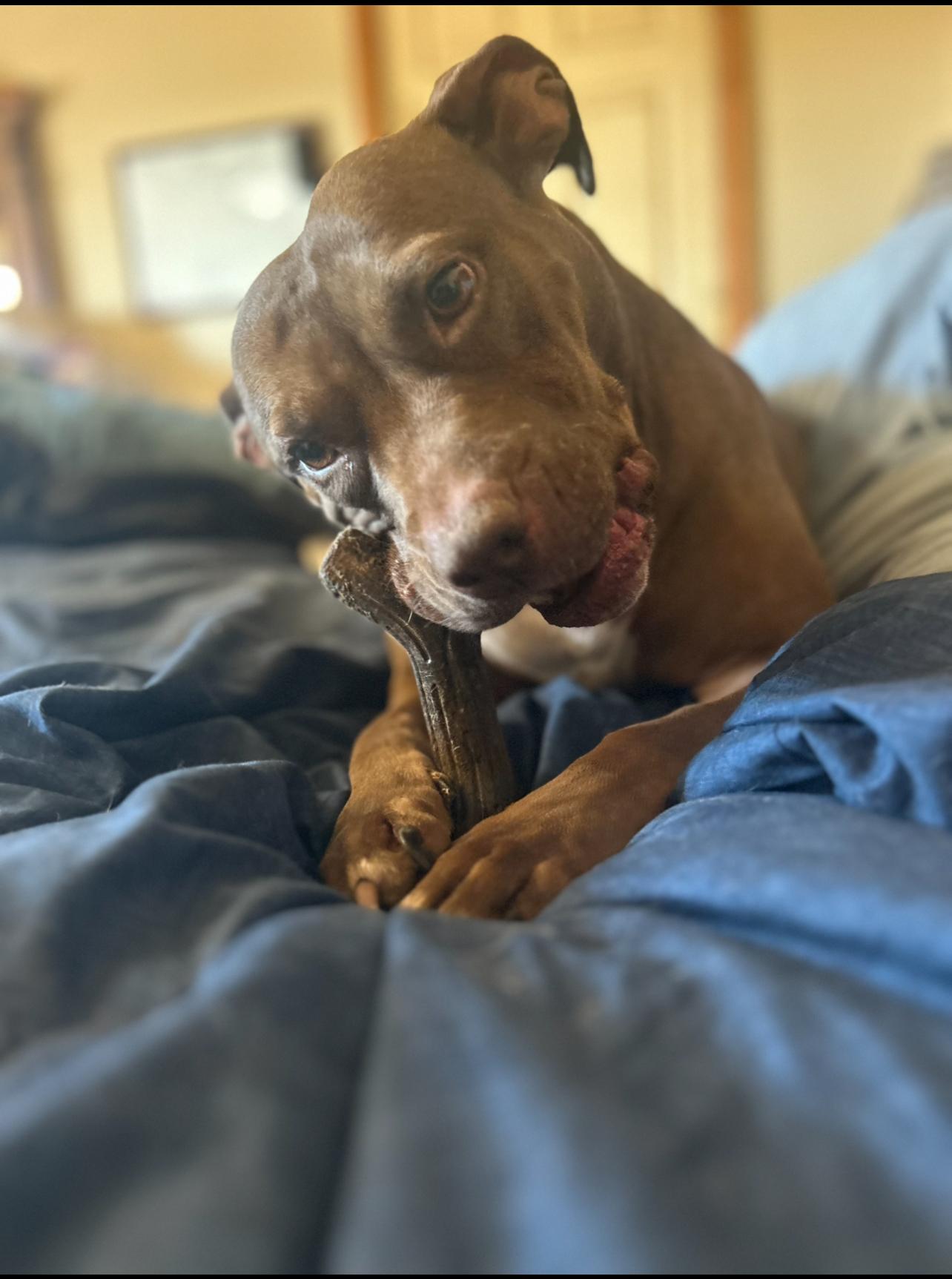 Enlarge June, a Adoptable mixed breed in Greenfield, TN image 1/2