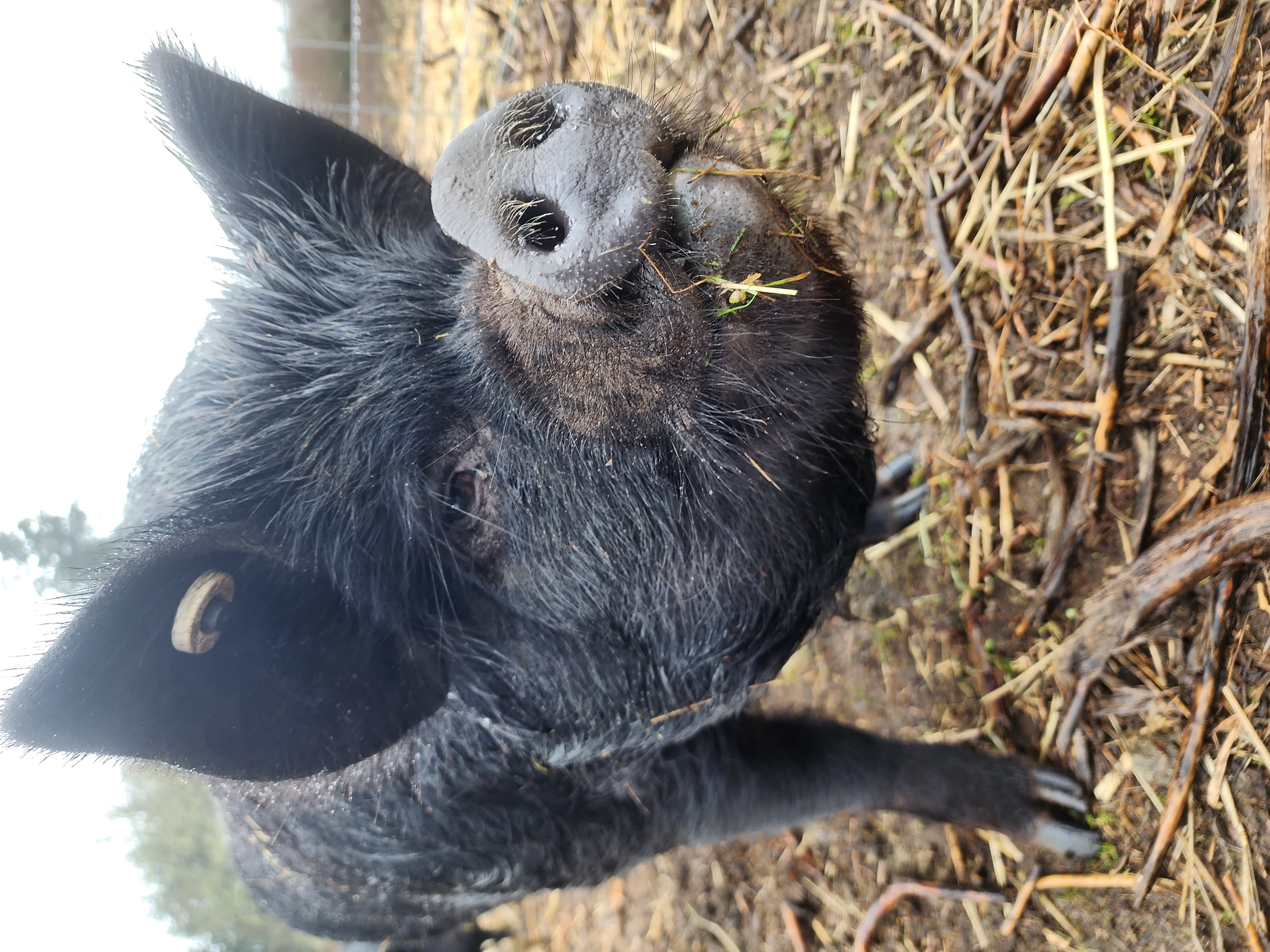 Enlarge Cici, a Adoptable Vietnamese Pot Bellied in Roy, WA image 1/1