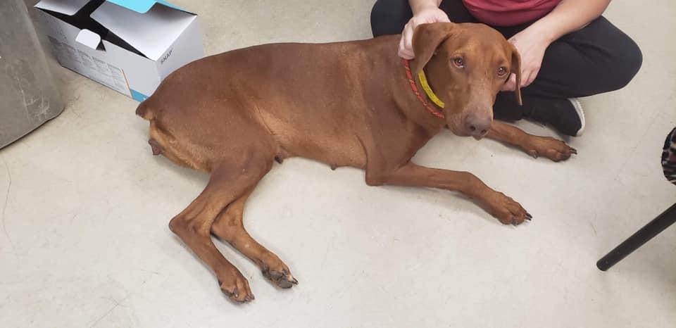 Red, Adopted, Senior Female Doberman Pinscher & Vizsla.