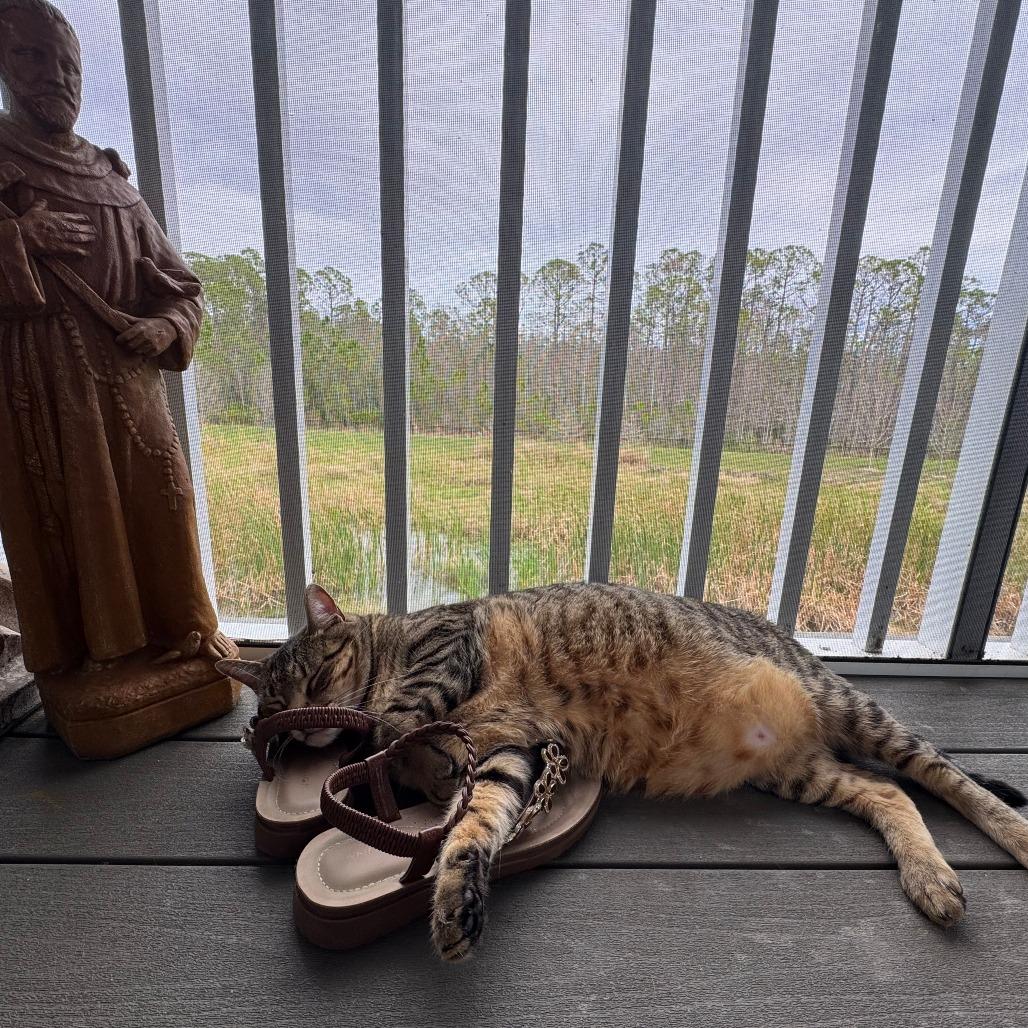 Frank — thumbnail 3