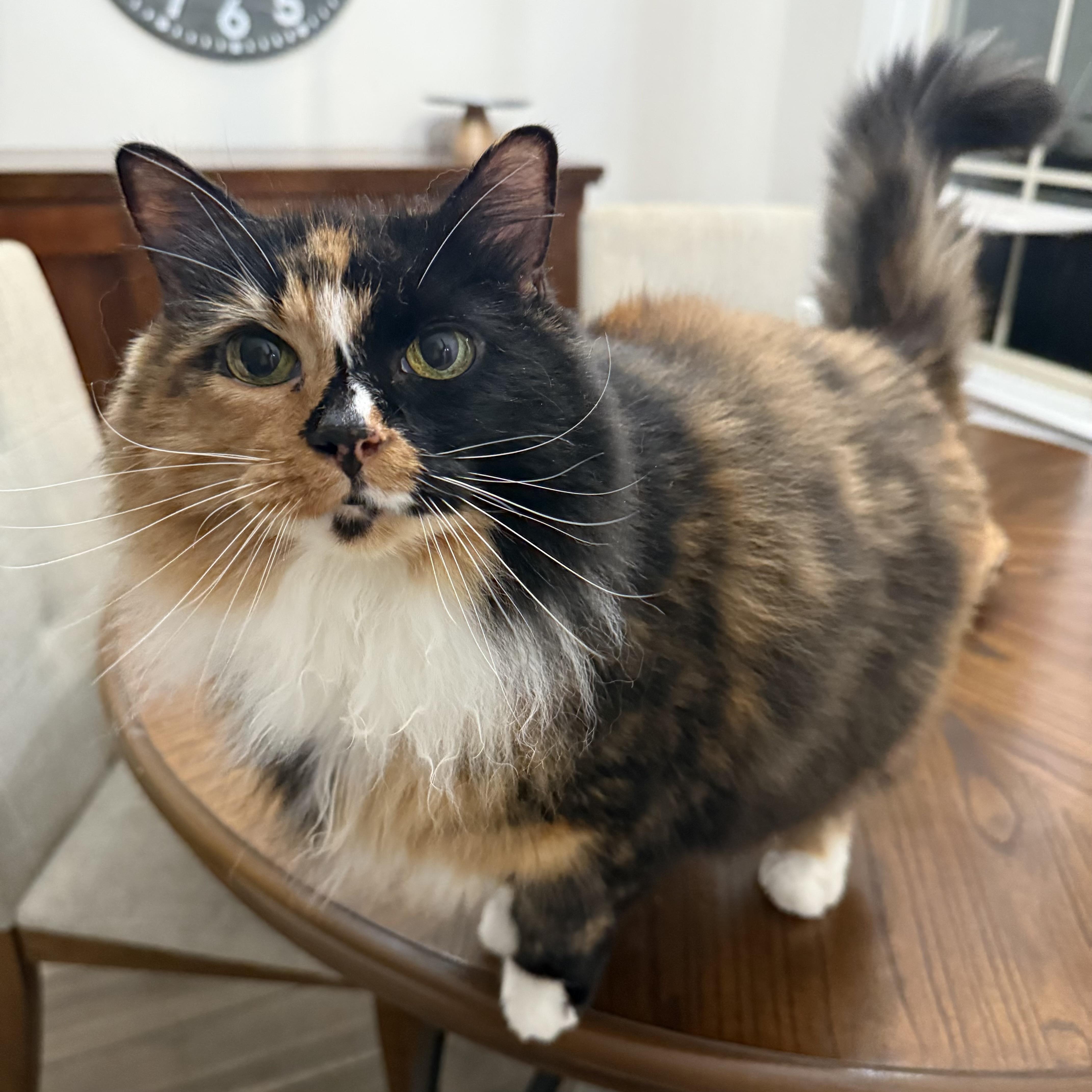 Purrty Kitty, Adoptable, Senior Female Calico.