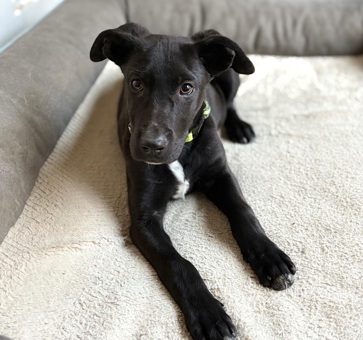 Nicholas, ADOPTABLE, Young Male Black Labrador Retriever.