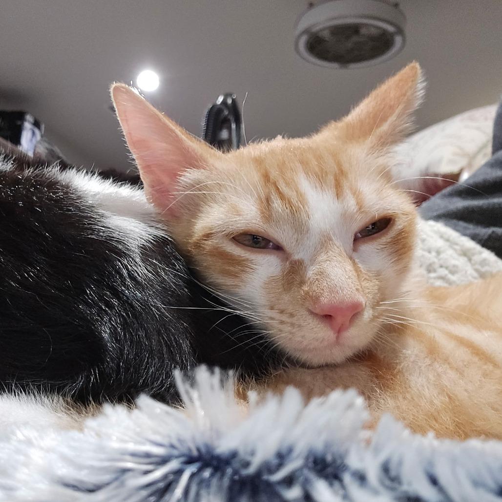 Enlarge Frida, a Adoptable Domestic Short Hair in Fort Worth, TX image 1/4