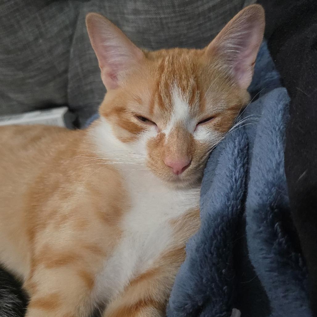 Enlarge Frida, a Adoptable Domestic Short Hair in Fort Worth, TX image 2/5