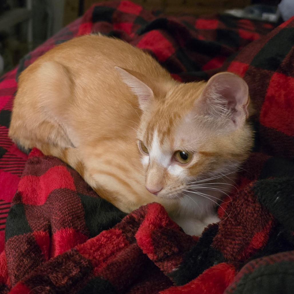 Enlarge Frida, a Adoptable Domestic Short Hair in Fort Worth, TX image 2/4