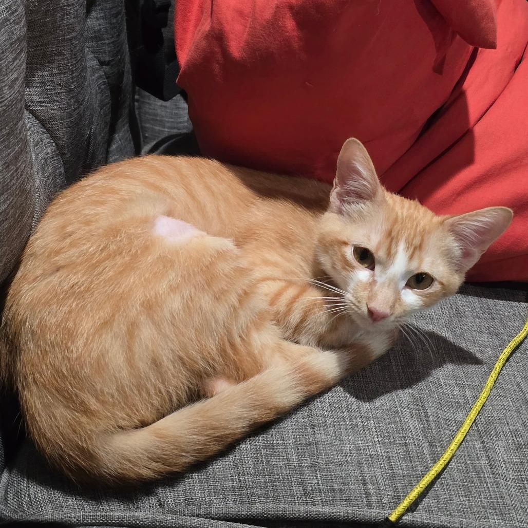 Enlarge Frida, a Adoptable Domestic Short Hair in Fort Worth, TX image 3/4