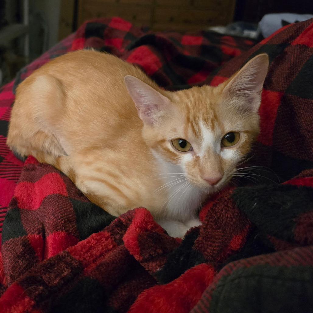 Enlarge Frida, a Adoptable Domestic Short Hair in Fort Worth, TX image 4/4