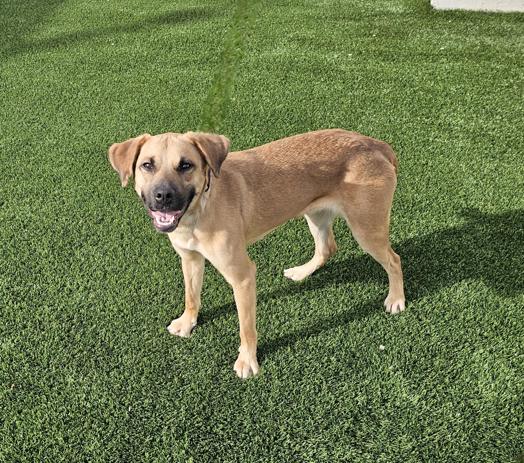 Koda, a ADOPTABLE mixed breed in Eagle, ID image 2/4
