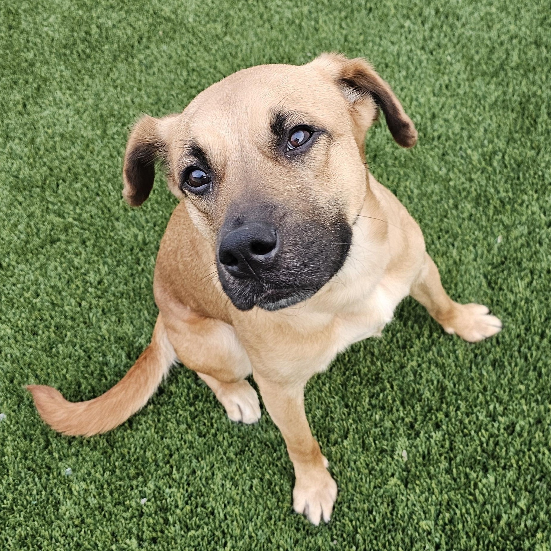 Koda, a ADOPTABLE mixed breed in Eagle, ID image 3/4