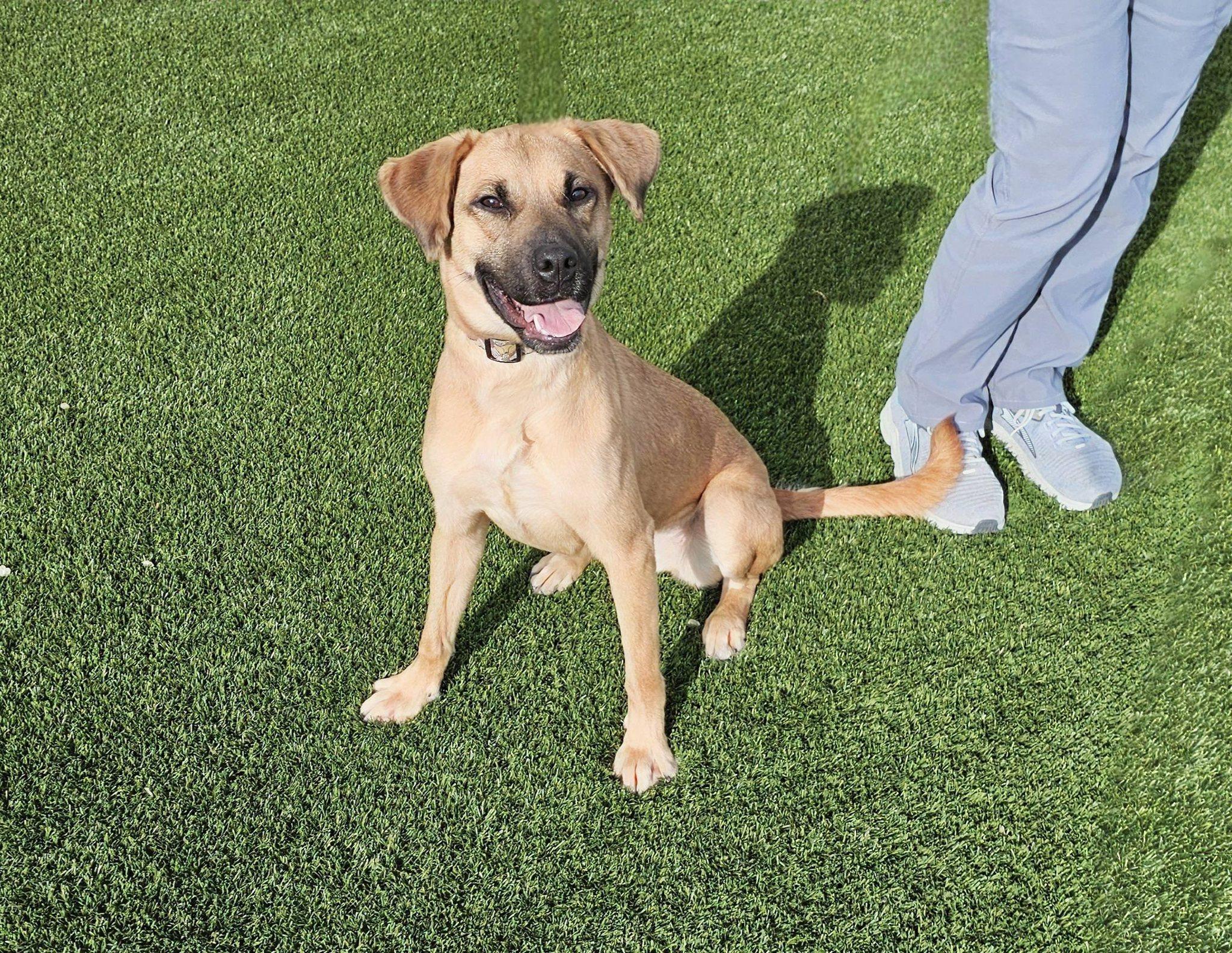 Koda, a ADOPTABLE mixed breed in Eagle, ID image 4/4