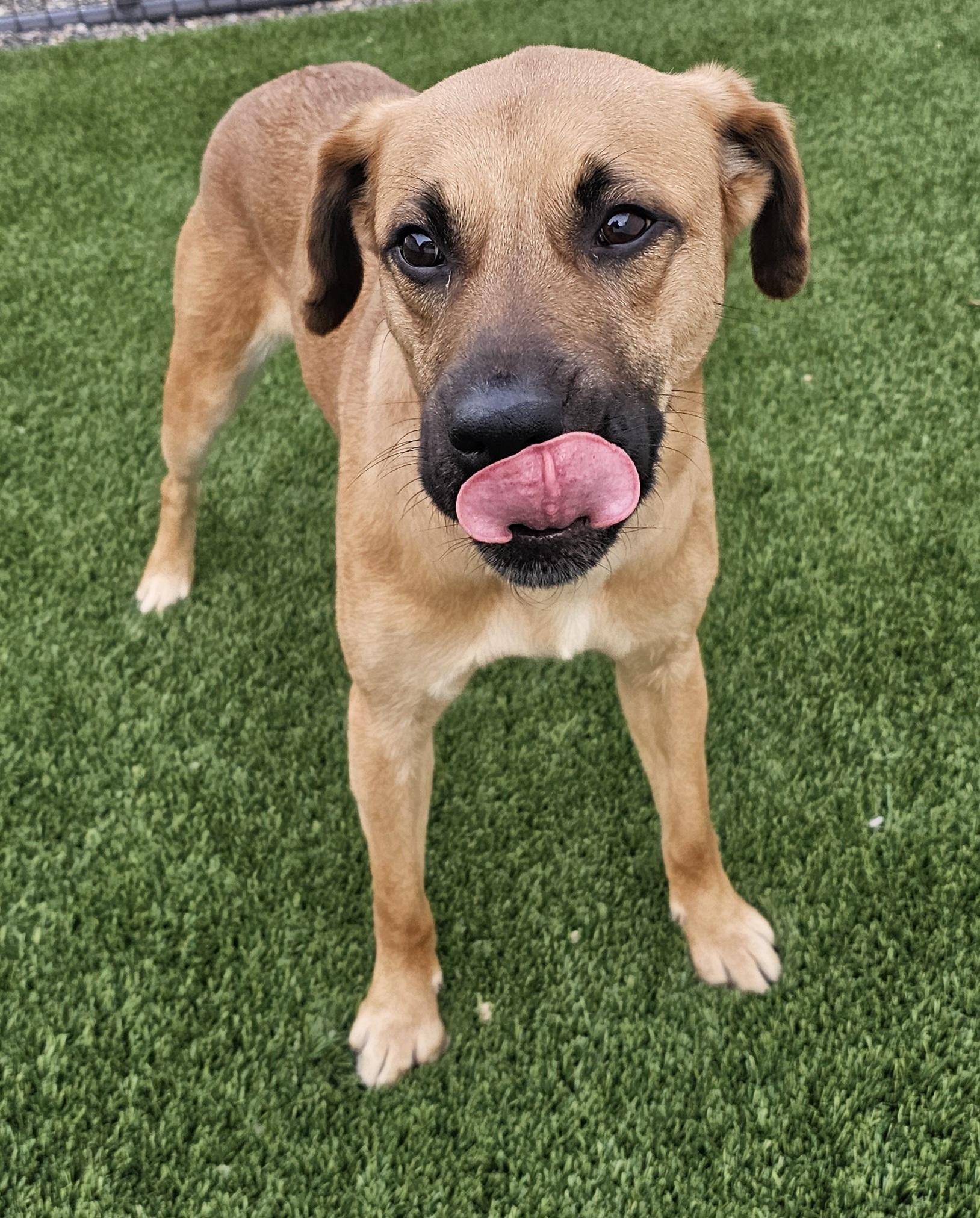 Koda, ADOPTABLE, Young Female Shepherd & Boxer.