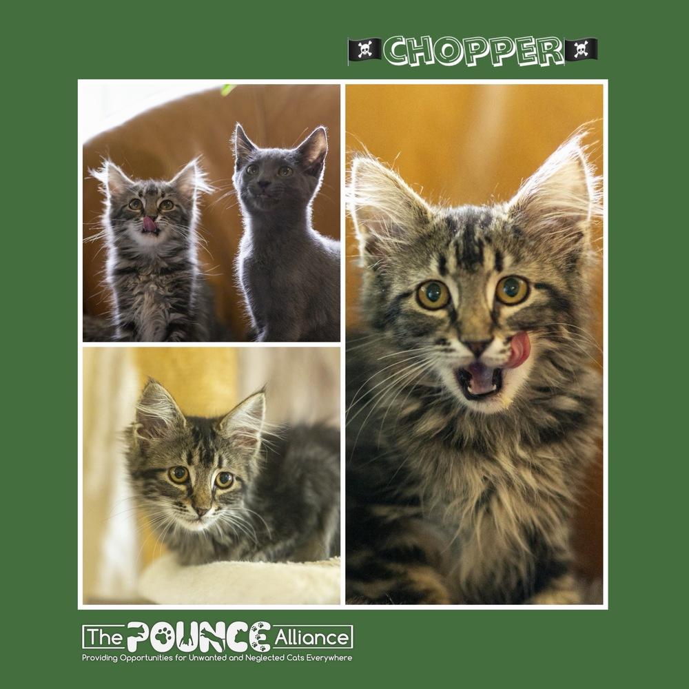 Chopper, Adoptable, Kitten Female Domestic Short Hair.