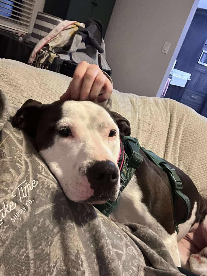 Chase, a Adoptable American Bulldog in Miamitown, OH image 1/6