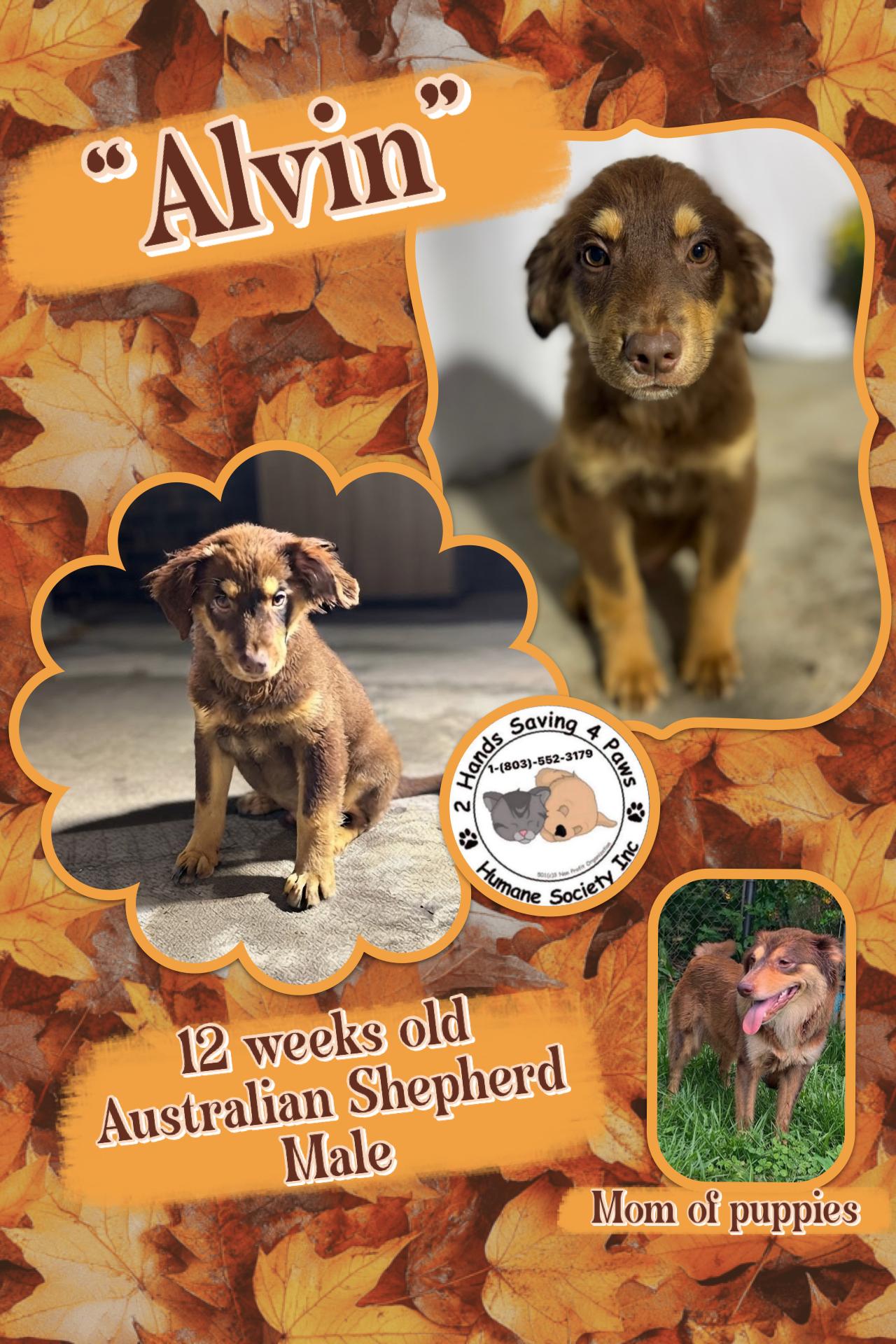 Alvin, Adoptable, Puppy Male Australian Shepherd.