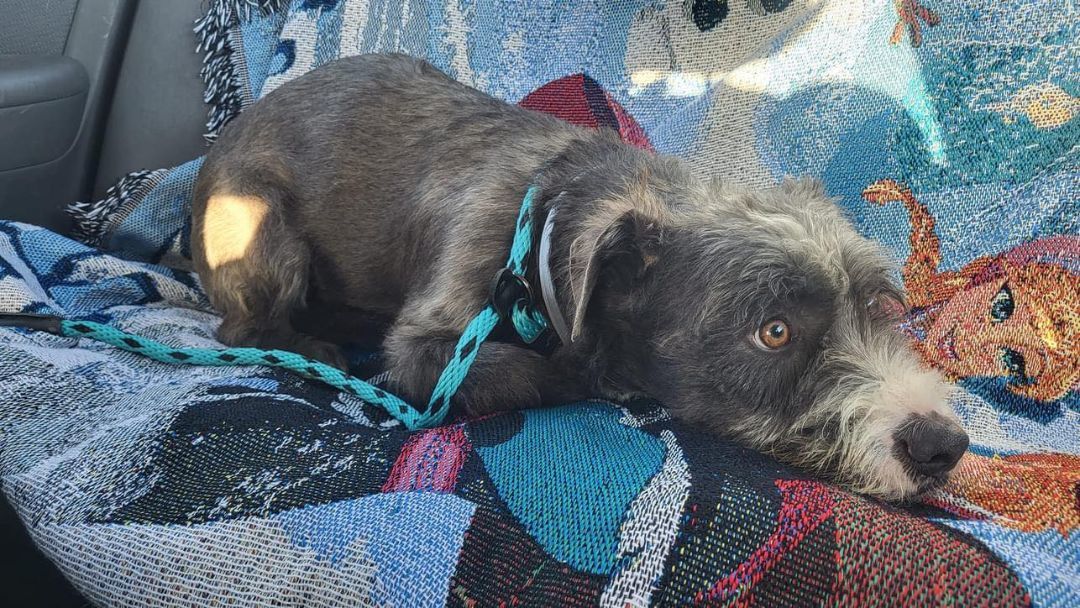 Duke, Young Male Schnauzer