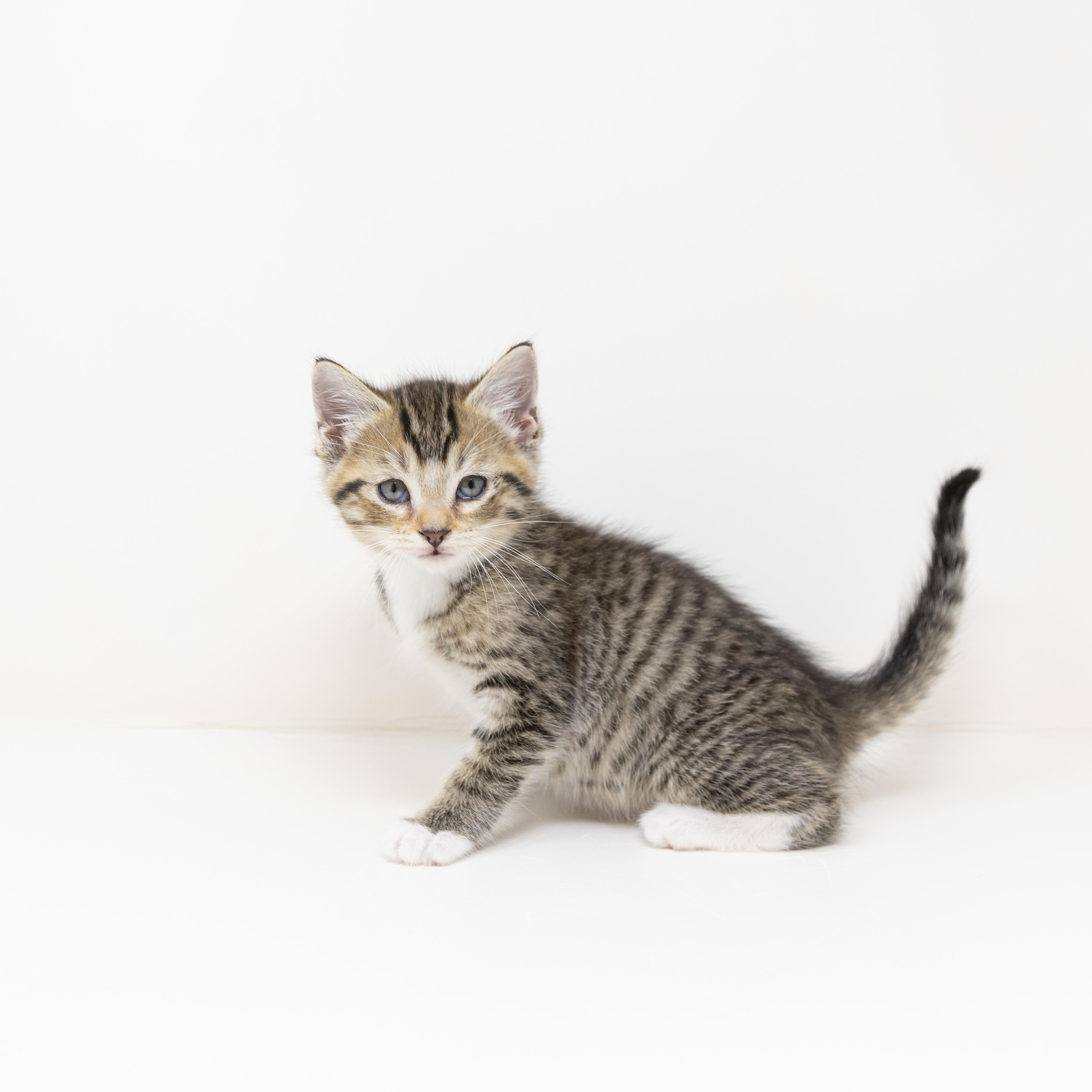 Enlarge Gus, a ADOPTABLE Tabby in Trophy Club, TX image 3/6