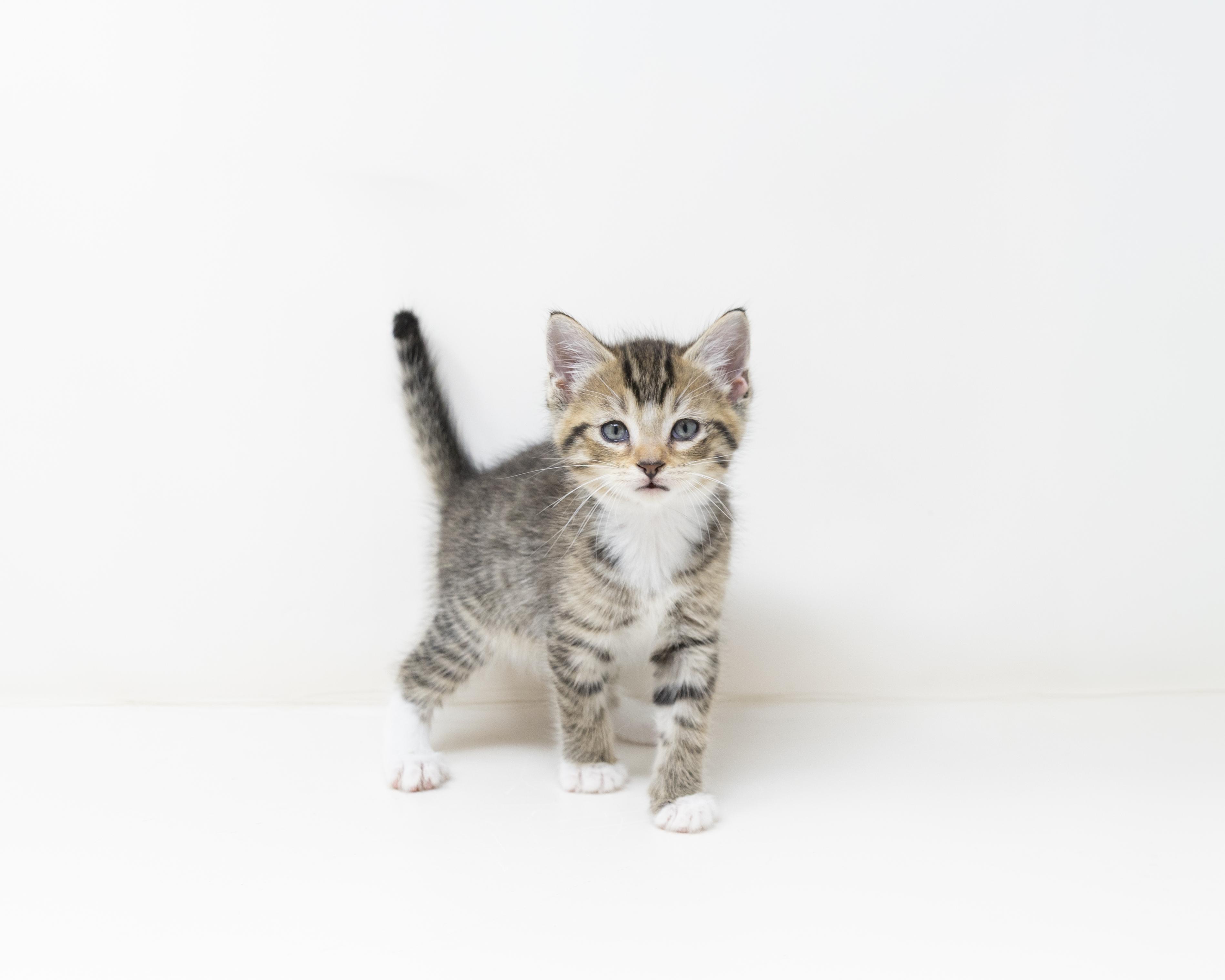 Gus, ADOPTABLE, Kitten Male Tabby.