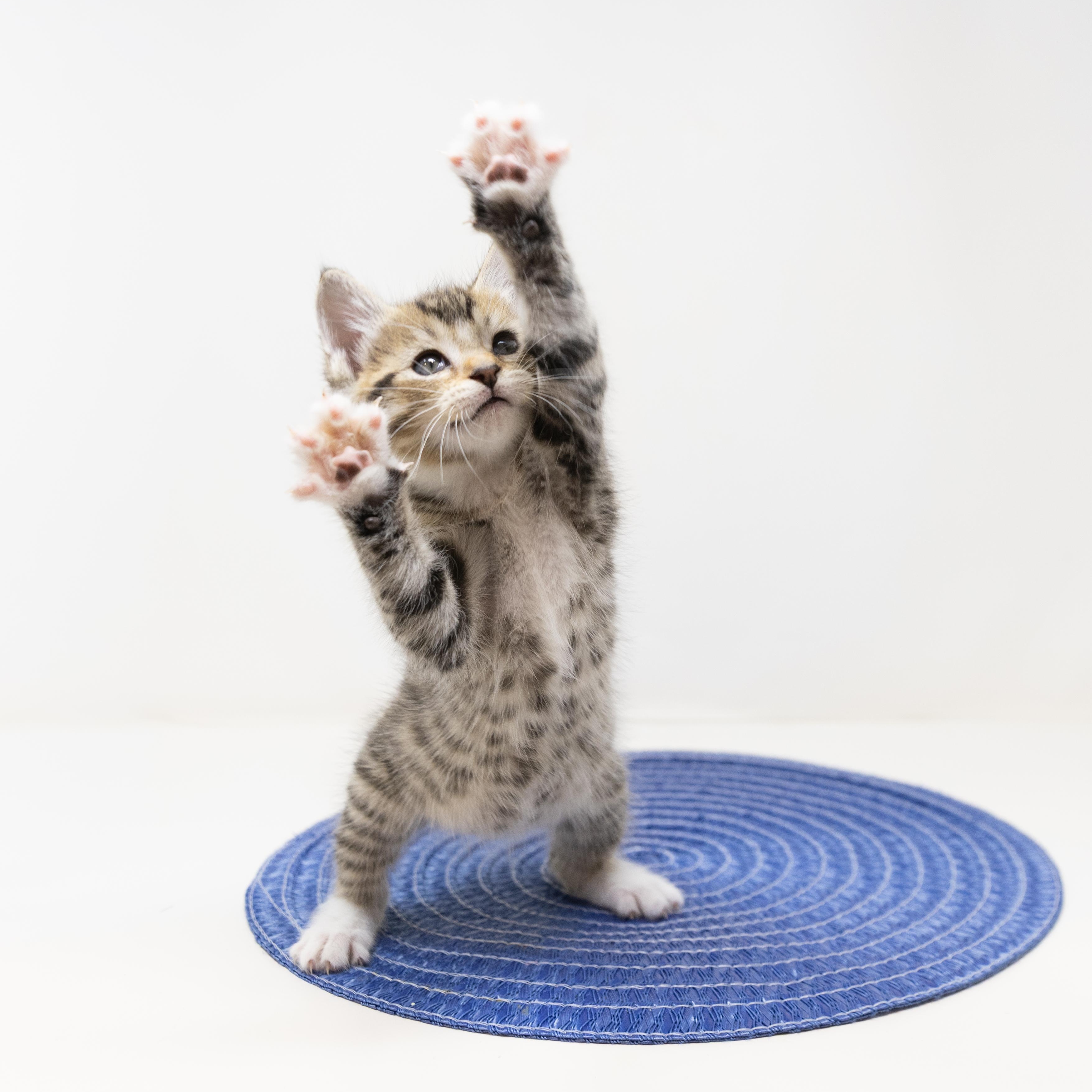 Enlarge Gus, a ADOPTABLE Tabby in Trophy Club, TX image 6/6