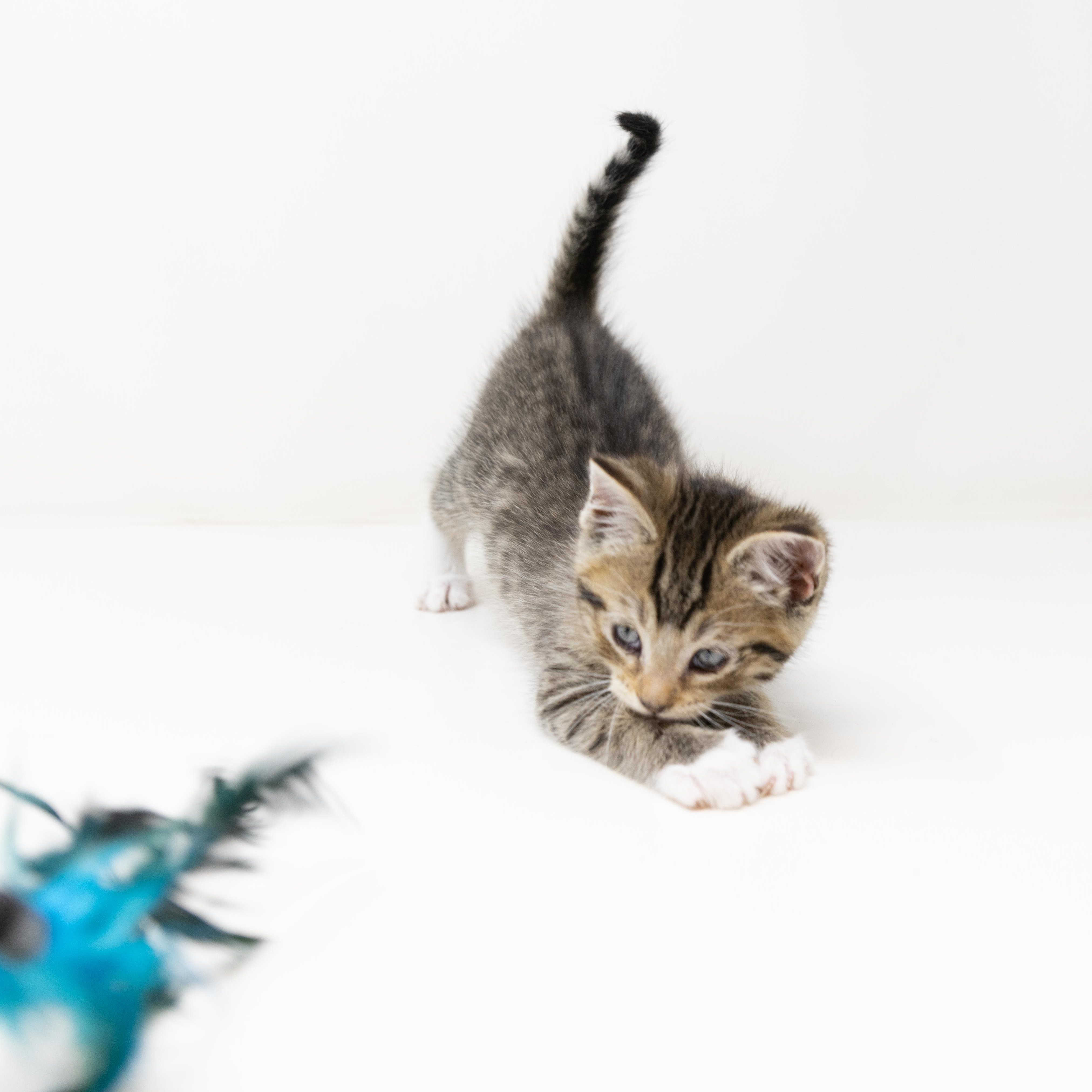 Enlarge Gus, a ADOPTABLE Tabby in Trophy Club, TX image 5/6