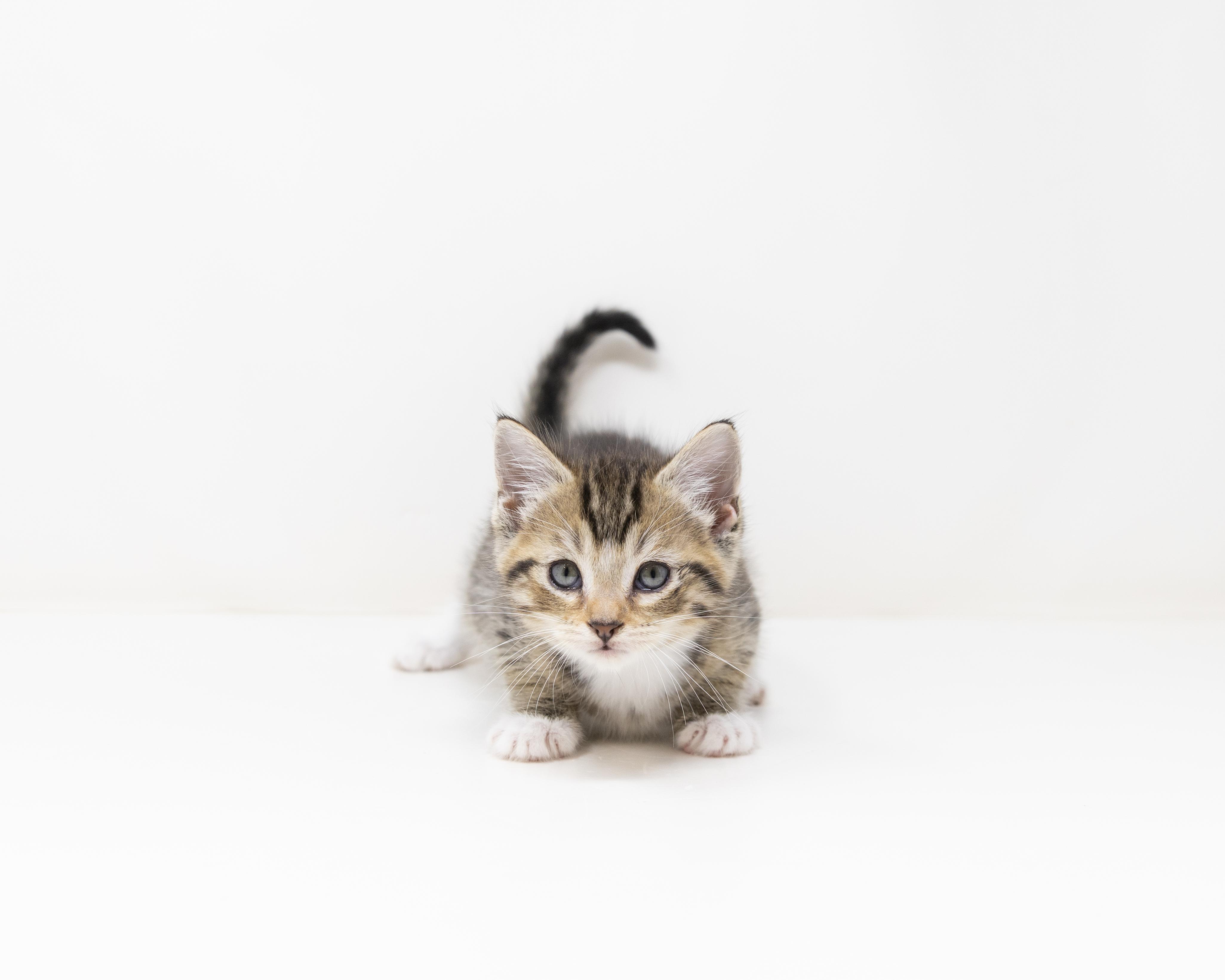 Enlarge Gus, a ADOPTABLE Tabby in Trophy Club, TX image 4/6