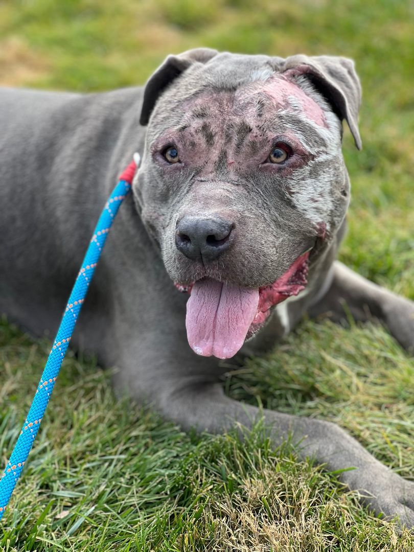 COURTESY POST FOR WASA: Gulliver aka Gully, a Adoptable Pit Bull Terrier in Westport, CT image 2/3