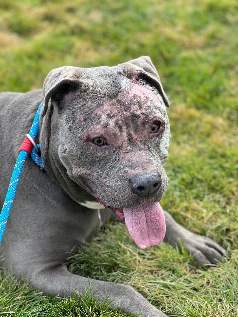 COURTESY POST FOR WASA: Gulliver aka Gully, a Adoptable Pit Bull Terrier in Westport, CT image 3/3