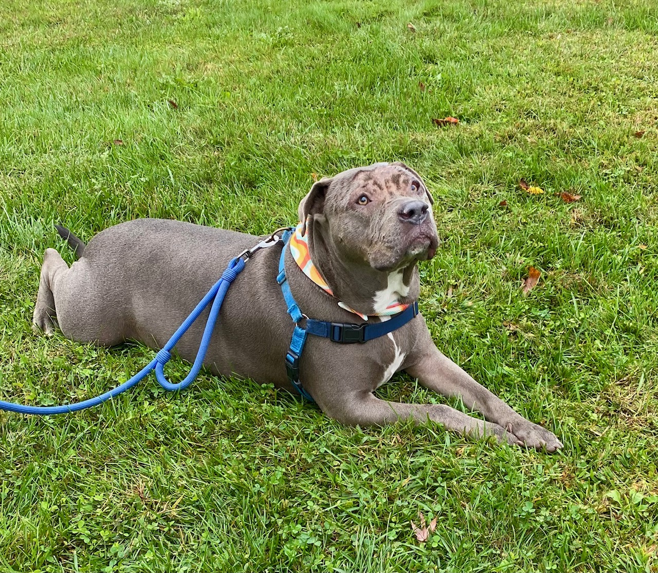 COURTESY POST FOR WASA: Gulliver aka Gully, a Adoptable Pit Bull Terrier in Westport, CT image 1/3