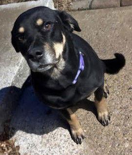 Enlarge Remy *CL*, a Adoptable mixed breed in Kansas City, MO image 1/3