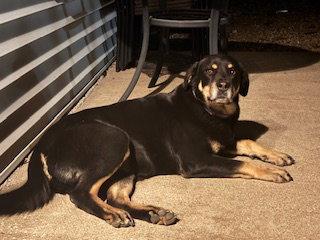 Remy *CL*, Adoptable, Adult Female Rottweiler & Labrador Retriever.