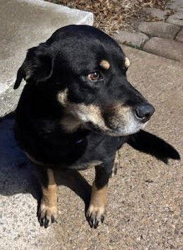 Enlarge Remy *CL*, a Adoptable mixed breed in Kansas City, MO image 2/3