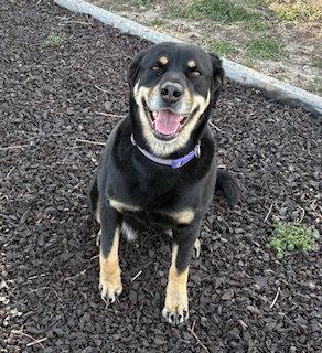 Remy *CL*, Adoptable, Adult Female Rottweiler & Labrador Retriever.