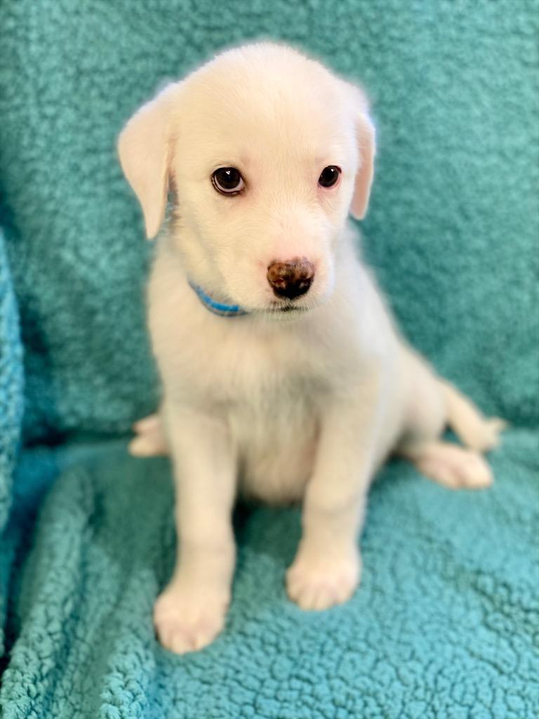 Zoe, Adoptable, Puppy Female Australian Shepherd & Mixed Breed.