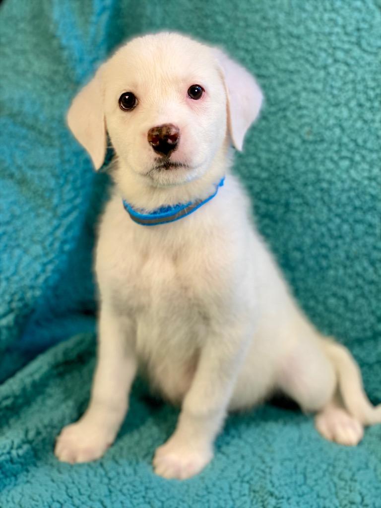 Zoe, a Adoptable mixed breed in Urbandale, IA image 2/2