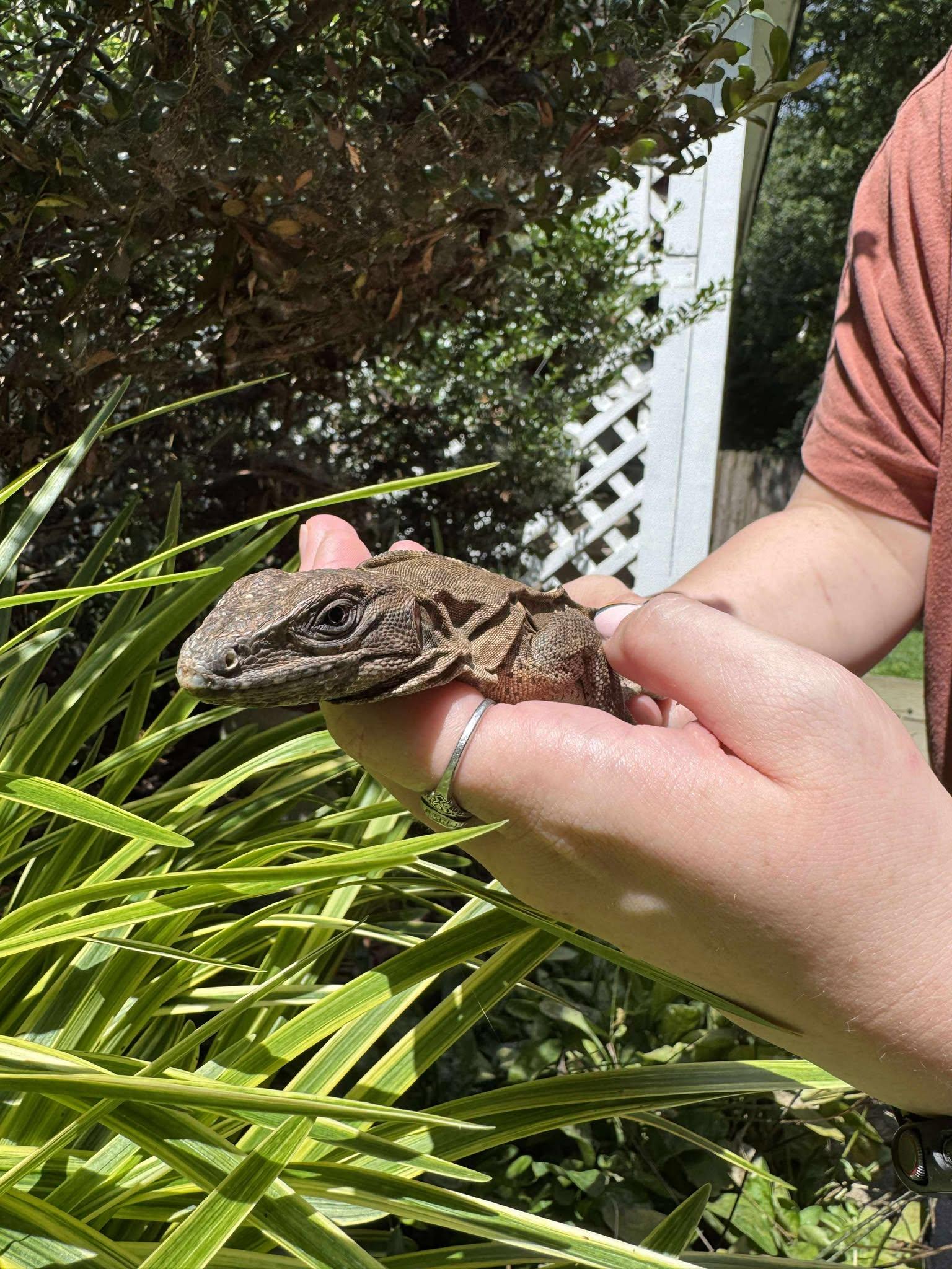 Dragon photo 1