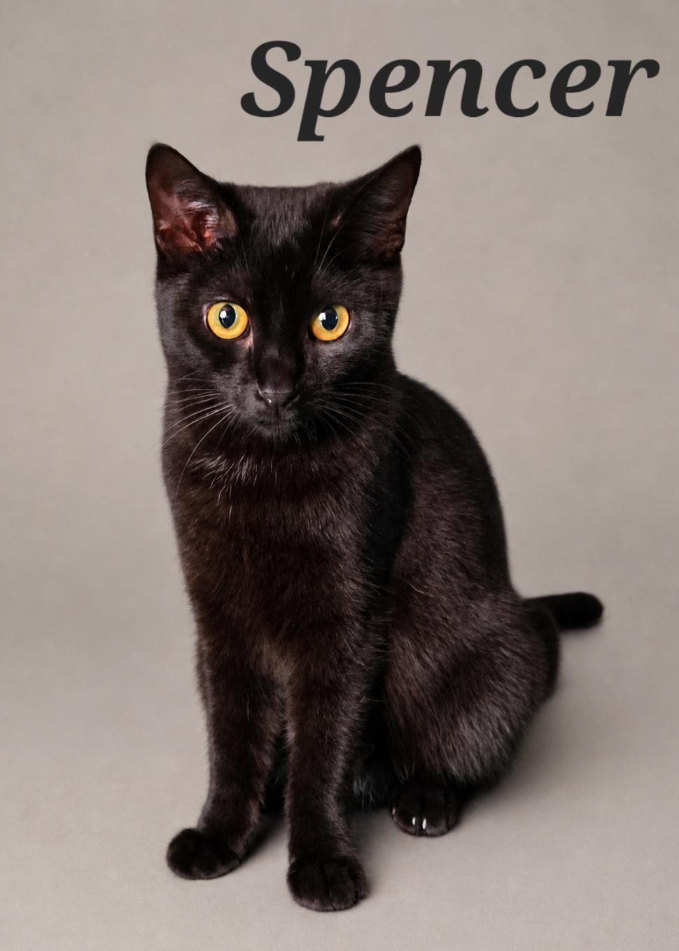 Spencer, ADOPTABLE, Young Male Domestic Short Hair.
