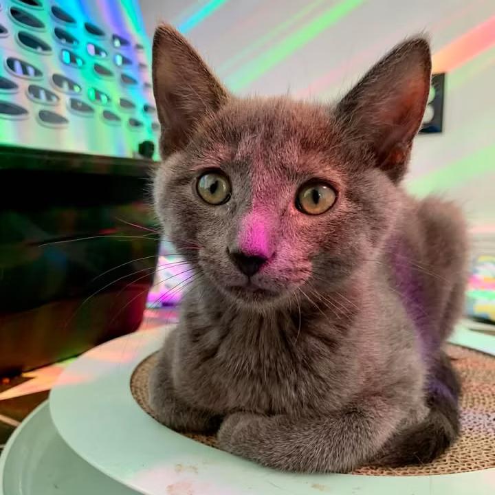 Enlarge Fruit Loops , a Adoptable Domestic Short Hair in Richmond, VA image 1/1