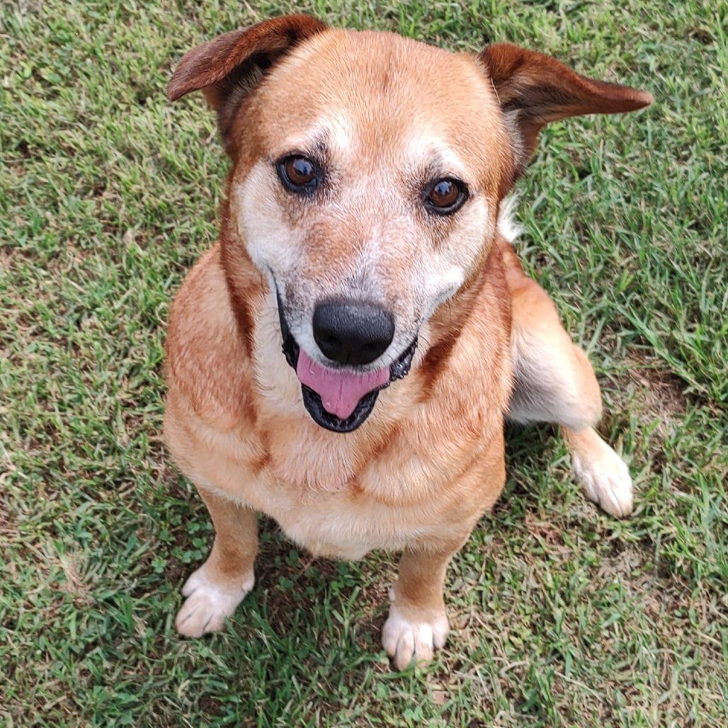 Tommy John, Adoptable, Senior Male Mixed Breed.