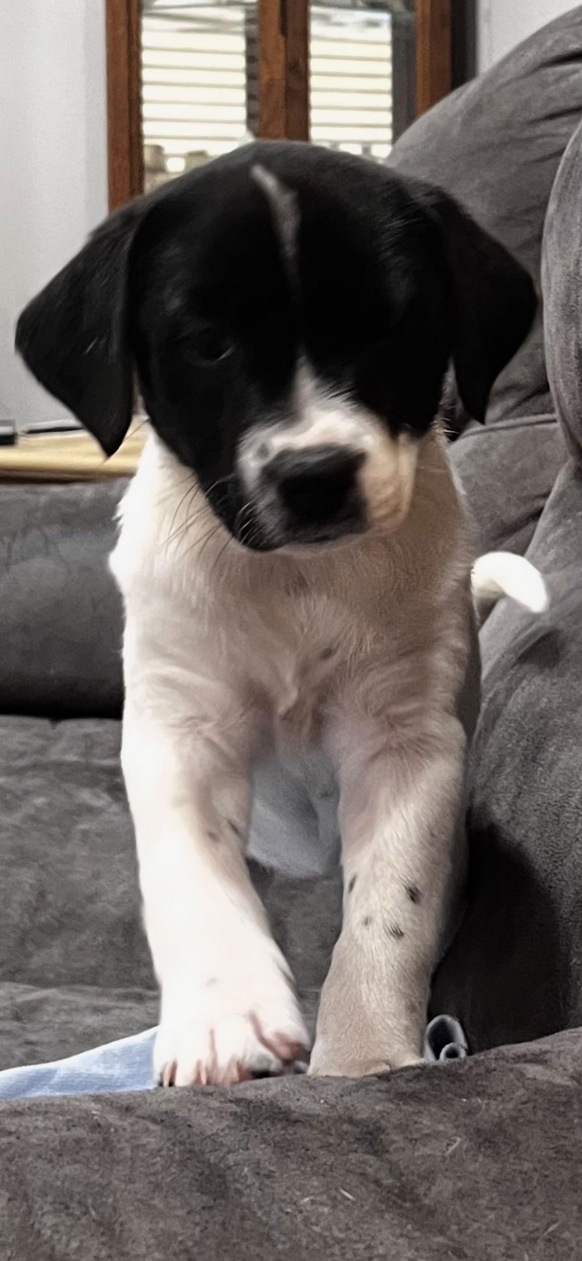 Kali, Adoptable, Puppy Female Terrier & Border Collie.